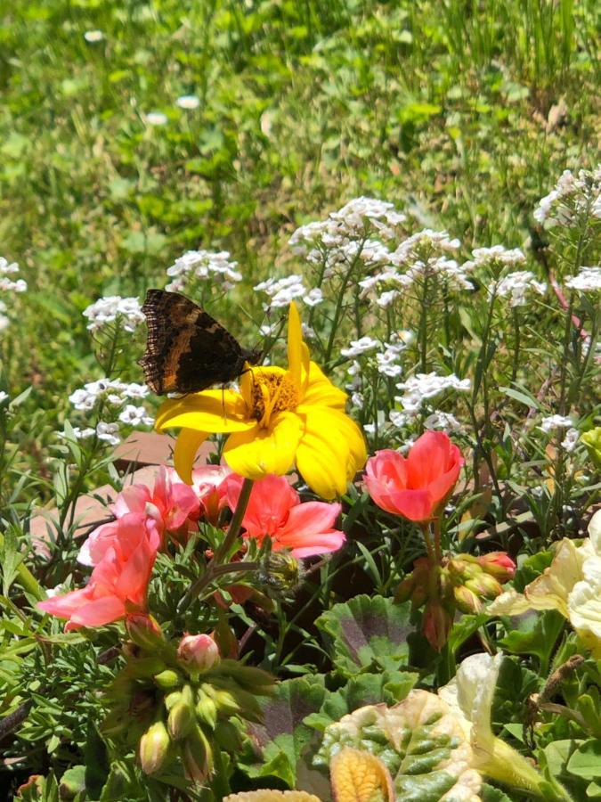 Horska Chata Primula - 1000 M Nad Morom Zuberec Exterior foto